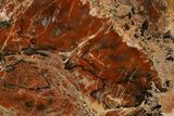 Red/Black Petrified Wood (Araucarioxylon) Slab - Arizona #338287-1